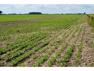 Property photo 44 - LAND AUCTION - 700+/- ACRES OFFERED IN 16 TRACTS IN ALLEN COUNTY, INDIANA